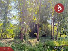 ขายที่ดิน เนื้อที่ 13 ไร่ 2 งาน 91.8 ตร.วา แม่แตง เชียงใหม่-202511241235191763962519878.jpg