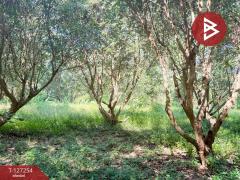 ขายที่ดิน เนื้อที่ 13 ไร่ 2 งาน 91.8 ตร.วา แม่แตง เชียงใหม่-202511241235211763962521282.jpg