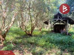 ขายที่ดิน เนื้อที่ 13 ไร่ 2 งาน 91.8 ตร.วา แม่แตง เชียงใหม่-202511241235211763962521838.jpg