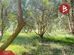 ขายที่ดิน เนื้อที่ 13 ไร่ 2 งาน 91.8 ตร.วา แม่แตง เชียงใหม่-202511241235221763962522431.jpg