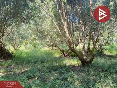 ขายที่ดิน เนื้อที่ 13 ไร่ 2 งาน 91.8 ตร.วา แม่แตง เชียงใหม่-202511241235231763962523052.jpg