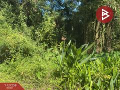 ขายที่ดิน เนื้อที่ 1 ไร่ 62 ตร.วา แม่แตง เชียงใหม่