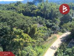 ขายที่ดิน เนื้อที่ 1 ไร่ 62 ตร.วา แม่แตง เชียงใหม่-202511241453261763970806574.jpg