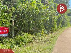 ขายที่ดิน เนื้อที่ 1 ไร่ 62 ตร.วา แม่แตง เชียงใหม่-202511241453281763970808565.jpg