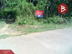 ขายที่ดิน เนื้อที่ 1 ไร่ 62 ตร.วา แม่แตง เชียงใหม่-202511241453311763970811367.jpg