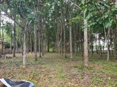 ขายที่ดินสวนยาง 2.40 ไร่ พร้อมโฉนด เหมาะแก่การลงทุน หลังวิทยาลัยการอาชีพปัว ต.ปัว จ.น่าน -202511241531501763973110197.jpg