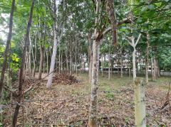 ขายที่ดินสวนยาง 2.40 ไร่ พร้อมโฉนด เหมาะแก่การลงทุน หลังวิทยาลัยการอาชีพปัว ต.ปัว จ.น่าน -202511241531501763973110725.jpg