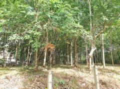 ขายที่ดินสวนยาง 2.40 ไร่ พร้อมโฉนด เหมาะแก่การลงทุน หลังวิทยาลัยการอาชีพปัว ต.ปัว จ.น่าน -202511241531511763973111778.jpg