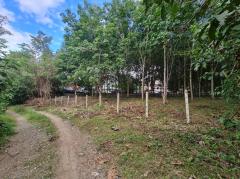 ขายที่ดินสวนยาง 2.40 ไร่ พร้อมโฉนด เหมาะแก่การลงทุน หลังวิทยาลัยการอาชีพปัว ต.ปัว จ.น่าน -202511241531521763973112302.jpg