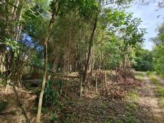 ขายที่ดินสวนยาง 2.40 ไร่ พร้อมโฉนด เหมาะแก่การลงทุน หลังวิทยาลัยการอาชีพปัว ต.ปัว จ.น่าน -202511241531521763973112825.jpg