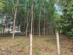 ขายที่ดินสวนยาง 2.40 ไร่ พร้อมโฉนด เหมาะแก่การลงทุน หลังวิทยาลัยการอาชีพปัว ต.ปัว จ.น่าน -202511241531531763973113771.jpg