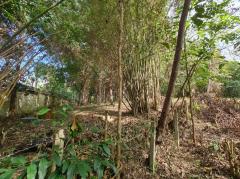 ขายที่ดินสวนยาง 2.40 ไร่ พร้อมโฉนด เหมาะแก่การลงทุน หลังวิทยาลัยการอาชีพปัว ต.ปัว จ.น่าน -202511241531541763973114331.jpg