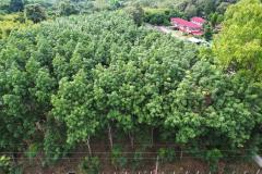 ขายที่ดินสวนยาง 2.40 ไร่ พร้อมโฉนด เหมาะแก่การลงทุน หลังวิทยาลัยการอาชีพปัว ต.ปัว จ.น่าน -202511241531541763973114869.jpg