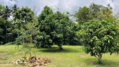 ขายที่ดินสวย ติดน้ำ พร้อมผลไม้ – ต.นาหินลาด อ.ปากพลี จ.นครนายก-202511241552061763974326551.jpg