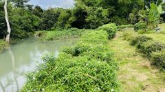 ขายที่ดินสวย ติดน้ำ พร้อมผลไม้ – ต.นาหินลาด อ.ปากพลี จ.นครนายก-202511241552071763974327172.jpg