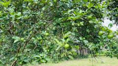 ขายที่ดินสวย ติดน้ำ พร้อมผลไม้ – ต.นาหินลาด อ.ปากพลี จ.นครนายก-202511241552081763974328377.jpg