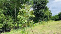 ขายที่ดินสวย ติดน้ำ พร้อมผลไม้ – ต.นาหินลาด อ.ปากพลี จ.นครนายก-202511241552091763974329567.jpg