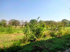 ให้เช่าพื้นที่เป็นอาคารเปิดโล่ง 250 ตร.ม. พร้อมบ้านเดี่ยว 1 หลัง อยู่ท่ามกลางสวนไร่นา บรรยากาศดีมาก ตำบลดอนพุด สระบุรี-202511241700431763978443857.jpg