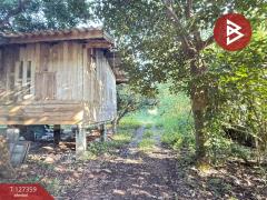 ขายที่ดินสวนลำไย เนื้อที่ 8 ไร่ 8 ตารางวา ต.ป่าสัก เมืองลำพูน-202511241707071763978827658.jpg