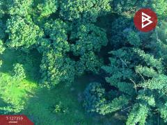 ขายที่ดินสวนลำไย เนื้อที่ 8 ไร่ 8 ตารางวา ต.ป่าสัก เมืองลำพูน-202511241707081763978828210.jpg