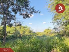 ขายที่ดินสวนลำไย เนื้อที่ 8 ไร่ 8 ตารางวา ต.ป่าสัก เมืองลำพูน-202511241707101763978830463.jpg