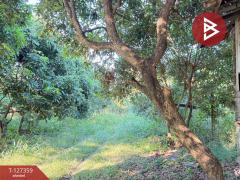 ขายที่ดินสวนลำไย เนื้อที่ 8 ไร่ 8 ตารางวา ต.ป่าสัก เมืองลำพูน-202511241707111763978831020.jpg