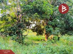 ขายที่ดินสวนลำไย เนื้อที่ 8 ไร่ 8 ตารางวา ต.ป่าสัก เมืองลำพูน-202511241707111763978831589.jpg