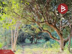 ขายที่ดินสวนลำไย เนื้อที่ 8 ไร่ 8 ตารางวา ต.ป่าสัก เมืองลำพูน-202511241707121763978832146.jpg