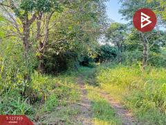 ขายที่ดินสวนลำไย เนื้อที่ 8 ไร่ 8 ตารางวา ต.ป่าสัก เมืองลำพูน-202511241707121763978832701.jpg