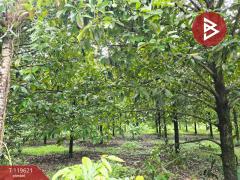 ขายที่ดินพร้อมสวนผสม เนื้อที่ 6 ไร่ 2 งาน 79.7 ตารางวา ต.แสลง จันทบุรี-202511241725091763979909610.jpg