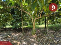 ขายที่ดินพร้อมสวนผสม เนื้อที่ 6 ไร่ 2 งาน 79.7 ตารางวา ต.แสลง จันทบุรี-202511241725111763979911854.jpg