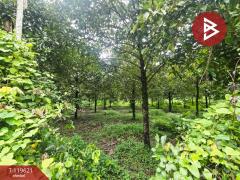 ขายที่ดินพร้อมสวนผสม เนื้อที่ 6 ไร่ 2 งาน 79.7 ตารางวา ต.แสลง จันทบุรี-202511241725121763979912961.jpg