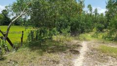 ลด 3.5 ล้าน !! ที่ดินติดถนน 11-3-9 ไร่ พร้อมไฟฟ้าประปา อ.บัวใหญ่ จ.โคราช ใกล้โรงเรียนบัวใหญ่ โลตัสฯ-202511241856171763985377208.jpg