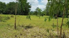 ลด 3.5 ล้าน !! ที่ดินติดถนน 11-3-9 ไร่ พร้อมไฟฟ้าประปา อ.บัวใหญ่ จ.โคราช ใกล้โรงเรียนบัวใหญ่ โลตัสฯ-202511241856191763985379716.jpg