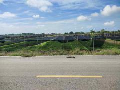 ขายที่ดิน 4 ไร่ 135 ตารางวา อ.ไทรน้อย จ.นนทบุรี หน้ากว้างติดถนนตัดใหม่ บรรยากาศดี โทร 065-365-4426-202511242131491763994709035.jpg