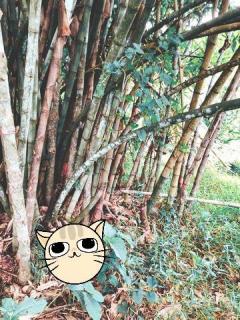 โปรปลายปีรับลมหนาวมาแล้ว ขายที่ดินติดลำธารน้ำใสไหลริน ชุ่มฉ่ำตลอดปี สวยวิวล้าน 800000บาท 3-0-35ไร่ อำเภอสันติสุข น่าน