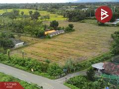 ขายที่ดินที่นา-เนื้อที่-4-ไร่-3-งาน-62-ต