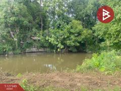 ขายที่ดินที่นา เนื้อที่ 4 ไร่ 3 งาน 62 ตารางวา สันกำแพง เชียงใหม่-202511251144501764045890165.jpg