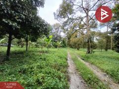 ขายที่ดินพร้อมสวน-เนื้อที่-2-งาน-บ้า