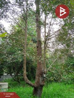 ขายที่ดินพร้อมสวน เนื้อที่ 2 งาน บ้านแลง ระยอง-202511251242321764049352588.jpg