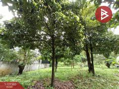 ขายที่ดินพร้อมสวน เนื้อที่ 2 งาน บ้านแลง ระยอง-202511251242351764049355143.jpg