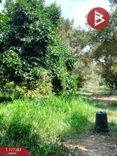 ขายที่ดินพร้อมสวน เนื้อที่ 2 งาน บ้านแลง ระยอง-202511251242361764049356362.jpg