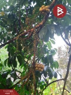 ขายที่ดินพร้อมสวน เนื้อที่ 2 งาน บ้านแลง ระยอง-202511251242361764049356956.jpg