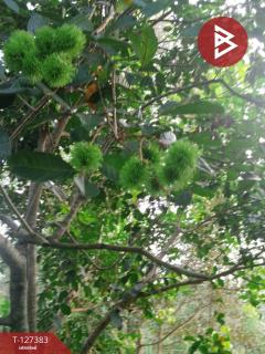 ขายที่ดินพร้อมสวน เนื้อที่ 2 งาน บ้านแลง ระยอง-202511251242371764049357502.jpg