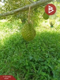 ขายที่ดินพร้อมสวน เนื้อที่ 2 งาน บ้านแลง ระยอง-202511251242381764049358050.jpg