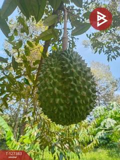 ขายที่ดินพร้อมสวน เนื้อที่ 2 งาน บ้านแลง ระยอง-202511251242381764049358597.jpg