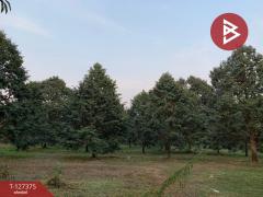 ขายที่ดิน เนื้อที่ 25 ไร่ 3 งาน 62 ตร.วา ขลุง จันทบุรี-202511251333361764052416740.jpg