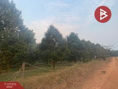 ขายที่ดิน เนื้อที่ 25 ไร่ 3 งาน 62 ตร.วา ขลุง จันทบุรี-202511251333371764052417275.jpg