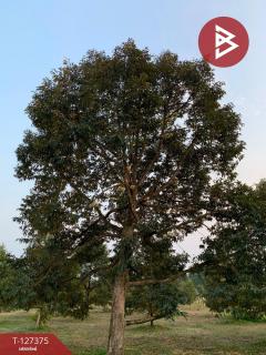 ขายที่ดิน เนื้อที่ 25 ไร่ 3 งาน 62 ตร.วา ขลุง จันทบุรี-202511251333381764052418354.jpg