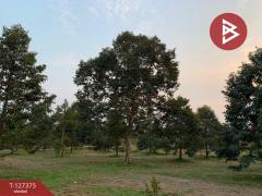 ขายที่ดิน เนื้อที่ 25 ไร่ 3 งาน 62 ตร.วา ขลุง จันทบุรี-202511251333391764052419462.jpg